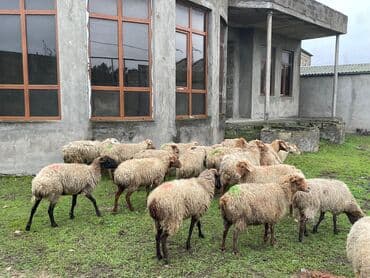 boğaz qoyun: Məhsul: Qoyun 28baş hamzı boğazdı — 4