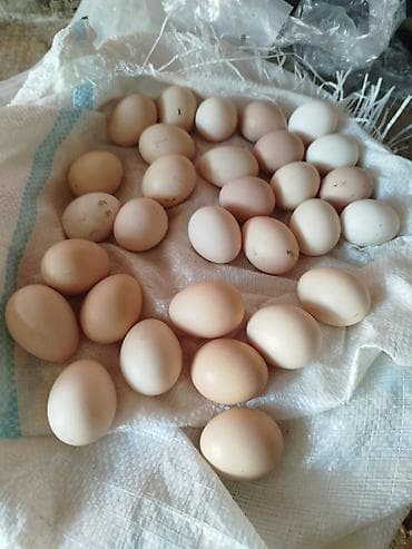 Mayalı Serebrist Toyuq yumurtaları isdeyen olsa whatsapp yazsın