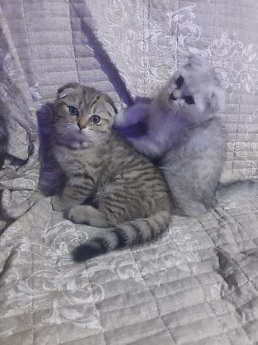 2 ayliq təmiz səliqəli