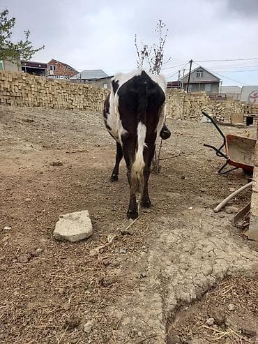 lalafo keci satisi: Öz inəyimizin balasıdı çox sakit inəydi 4 cü qarına maldı 8 lt səhər — 5