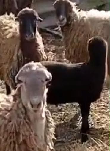 qara toyuq: Salam aleykum gördüyünüz bu 2 baş qoyunlar satilir qardşalar 1 ci — 5