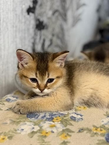 gence heyvan: Şinşilla, Erkək — 9