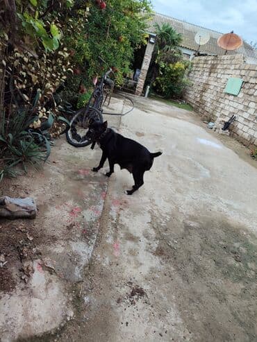 кане корсо цена: Kane-Korso, 1 ay, Sənədli, Ünvandan götürmə, Pulsuz çatdırılma, Ödənişli çatdırılma — 7