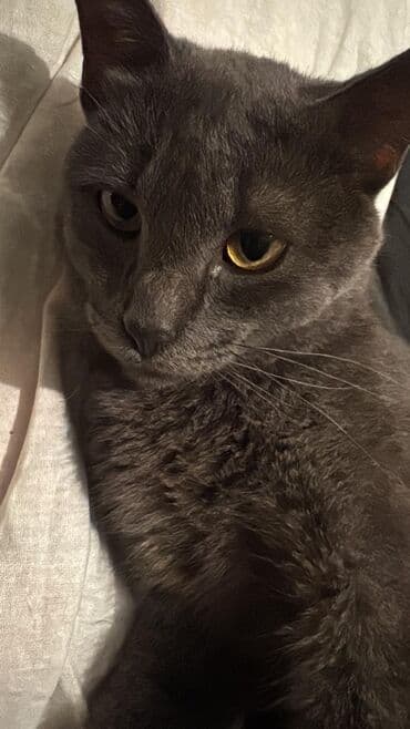 pişik adları azərbaycanca: Boz rəngli pişik 4 yaşlı britan və şotland qarışığlı erkək Bit dərmanı — 1