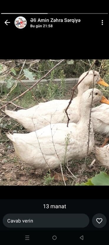 hələb kecilərin qiyməti: Ağ rəngli ördəklər - Say: şəkildə bir neçə baş - Yemlənməsi: otlaqda — 2