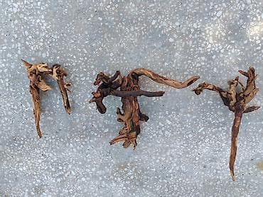 alpin kecisi: Dragon daşları, Koregalar, Akvaryum dekoru üçün təbii materiallar — 4