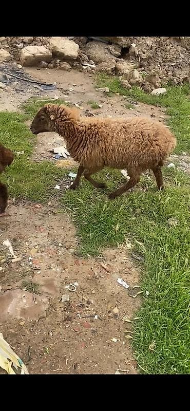 balaca meymun satisi: 6 dene quzudu 5 dişi 1 erkey — 5