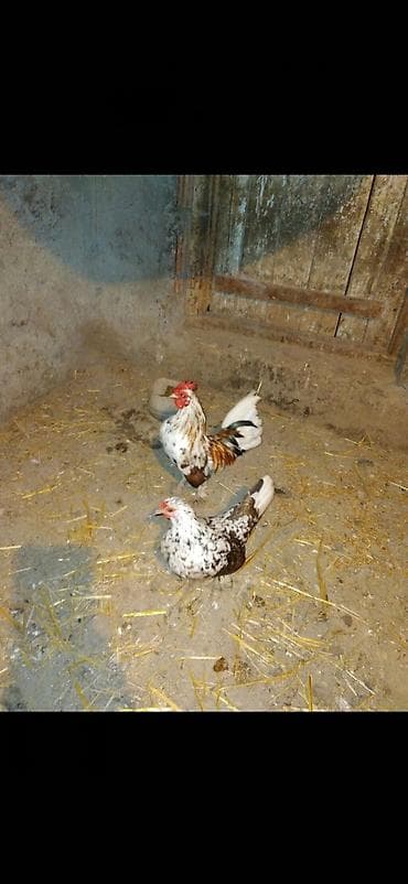ev qus: Yaponka satılır hal hazırda yumurta qoyur — 1