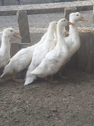ətlik dana: 7 dene 2 aylig biri 6 azn. 
055 .880.85.29 — 10