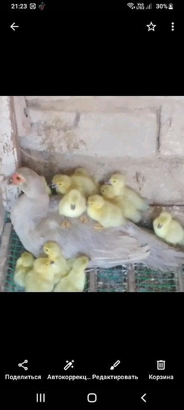 Lal ordek lavanda rengi aqir cekili cins bir eded 5 gunluk 10 manat