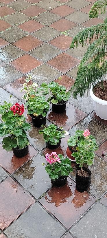 Pelargonium (qərənfilgülü) kolleksiyası – müxtəlif sortlar - Çiçək — 6