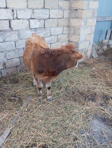 cins buzovların satışı: Məhsul: Dana - Növ: Mal-qara (dana) - Rəng: Açıq-qəhvəyi (boz-qəhvəyi — 3