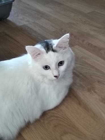 ağ pişikler: Yaxşı əllərə — 3