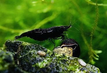 Аквариумные аксессуары и принадлежности: Akvaryum üçün dekorativ krivetqa – rəngli Neocaridina növləri. 10 — 10
