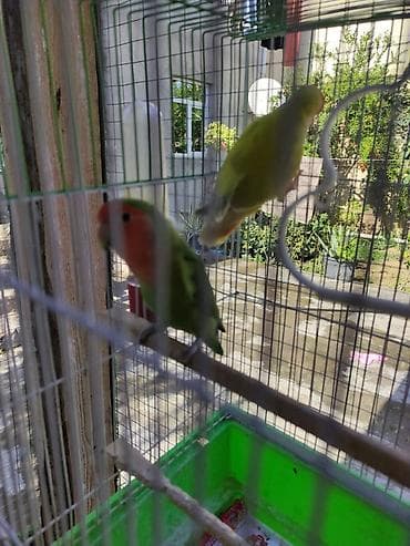 qırğı quşu: Nerazlucnik tutuquşu sevgi quşu erkey disi 2 eded erkey disi Temiz — 4