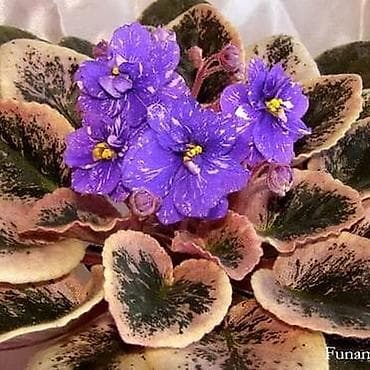 dibcek gulleri satisi: Fialka statiorlari 4azn. Saglam və yeni sortlar buyurun vatsap var — 4