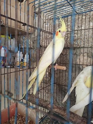 rengli quslar: Vatsapla əlaqə Sarı və ağ rənglərdə olan nimfalar mövcuddur — 3