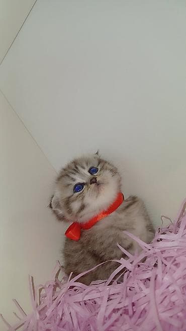 pişiy qumu: Yaxşı əllərə — 1