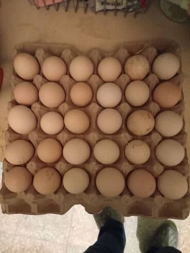 sort toyuq: Toyuq, Australorp, Damazlıq, Ünvandan götürmə, Ödənişli çatdırılma, Rayonlara çatdırılma — 6