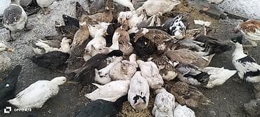 Heyvanlar üçün mallar: Dişi, | Kuban, Damazlıq, Ünvandan götürmə — 1