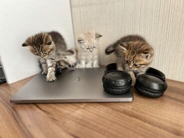 heyvanlar cütləşməsi: Şinşilla — 16