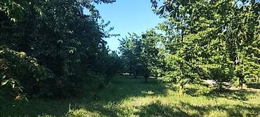 mimoza agacı: 10 sot, Tikinti, Mülkiyyətçi, Kupça (Çıxarış) — 3