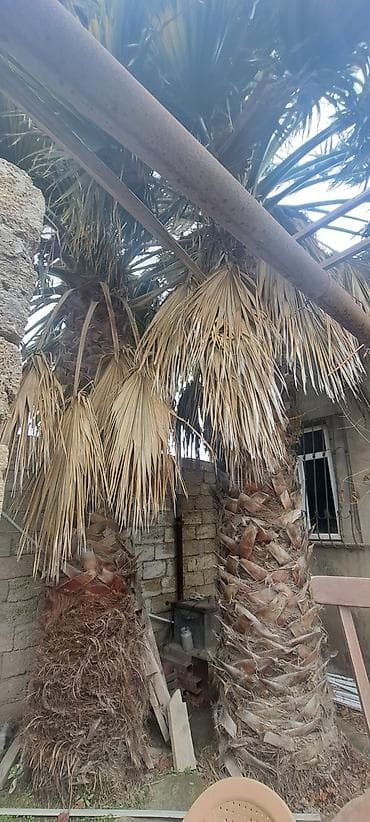 Məhsul: Həyətyanı sahə üçün iri ölçülü palma ağacları (2 ədəd)