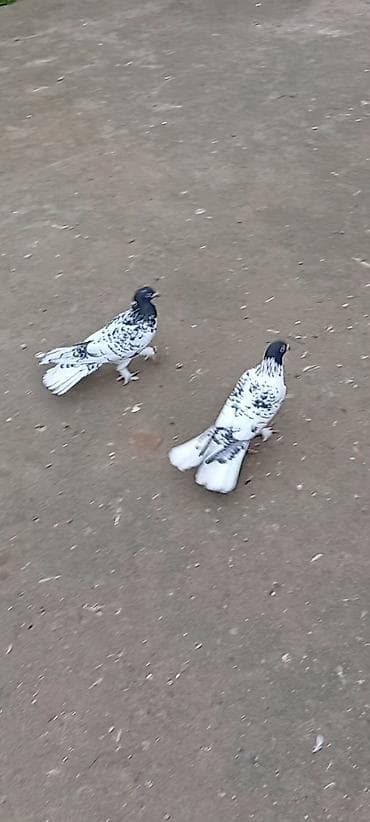 Məhsul: Naxışlı ev göyərçinləri (cüt) - Rəng: ağ fon üzərində qara