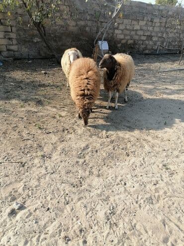 K/t heyvanları üçün mallar: Quzular – 3 baş 3 də bir satılır qiymət sondur bir dənəsi 450 — 1