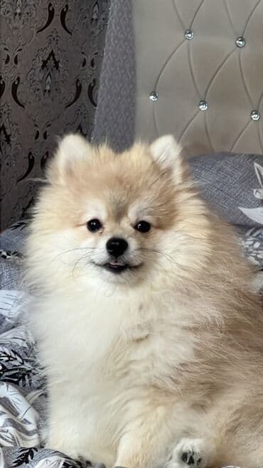 Gəmiricilər: Miniatür balaca it balaları - Cins: kiçik ölçülü dekorativ toy tip — 6