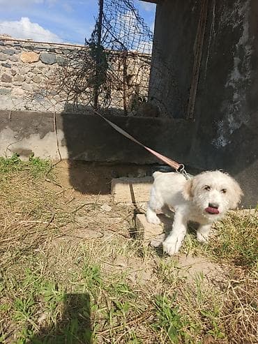 pulsuz it type 1: Koker spaniyel, 3 ay, Erkek, Peyvəndli, Ünvandan götürmə — 4