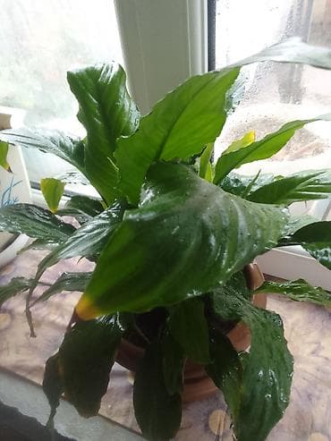 Otaq bitkiləri: Satılır: Ev üçün iki dekorativ otaq bitkisi 1) Pul ağacı (Crassula — 6