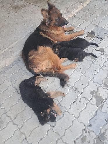 at satilir: Alman çoban iti, 2 ay, Erkek, Peyvəndli, Ünvandan götürmə — 2