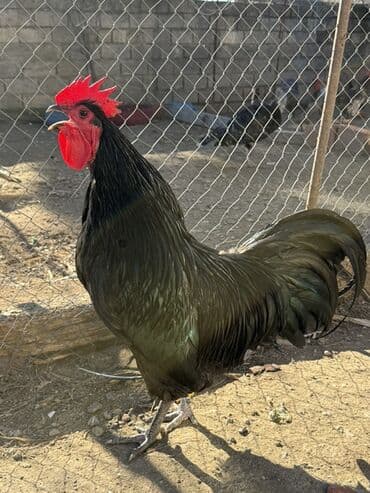 Xoruzlar: Qara rəngli xoruz - Rəng: tam qara, lələkdə yaşıl parıltı - Başlıq — 3