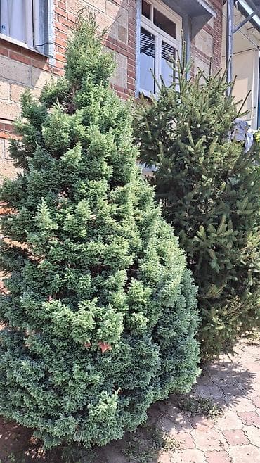 polad ağacı: Həmişəyaşıl bəzək iynəyarpaqlılar – bağ və həyətyanı sahə üçün - — 3