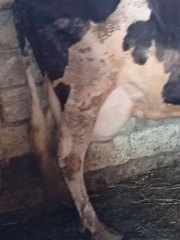 essek balasi: Salam aleykum qapisina saglam heyvan isteyen buyursun 22.23 sudu var — 4