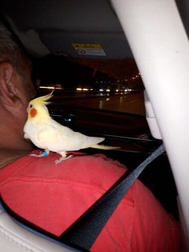 Gəmiricilər: Ev quşu uşaq ucun əl quşu Ruçnoydu 8 ayliqdi Erkeydi Xais edirem zeng — 2