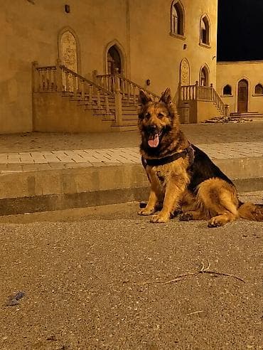 buldok iti: Alman çoban iti, 3 il, Dişi, Peyvəndli — 1