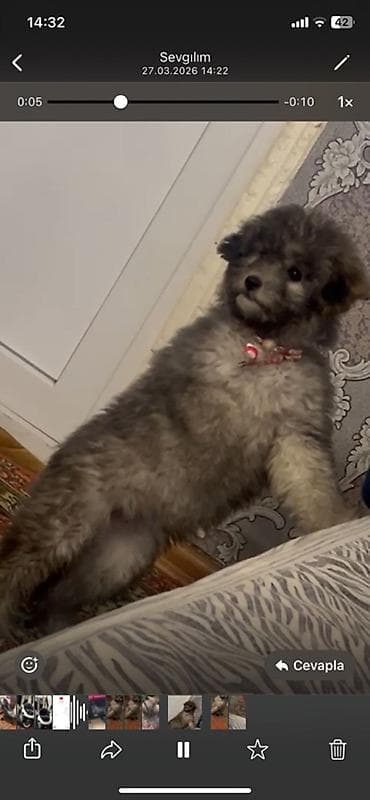 it bazari 2020: Peyvəndli — 2