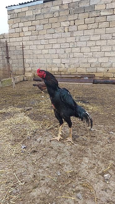 Dovşanlar: Salam temiz qan O. ŞAMO satlır sağlam heyvandılar fere hal hazrda — 7