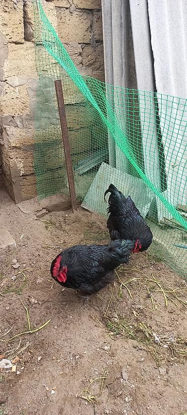 xarkov toyuqlari: Toyuq, Yumurtalıq — 3