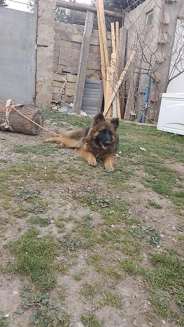 itlerin sekisi: Alman çoban iti — 1