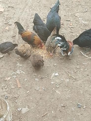 Yemlər: Toyuq, Damazlıq — 2