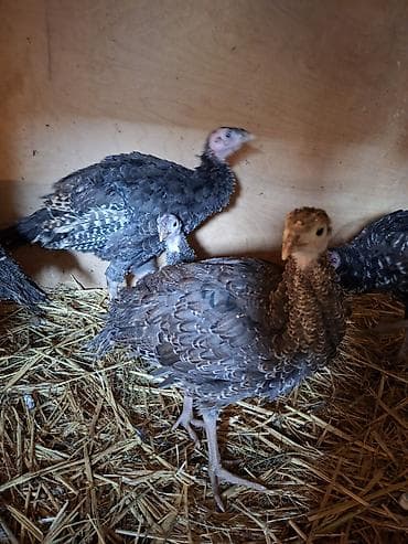 pitbull balasi satilir: Salam Təmiz qan Amerkan Bronz cinsli suretli böyüyən çox yumurtayan ev — 3