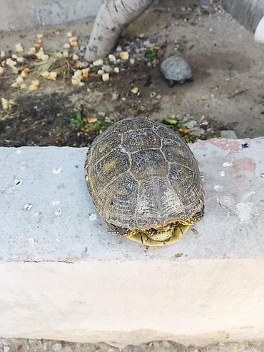 Ev şarayitinda boyumuş tısbağalar bir edetı 10manati