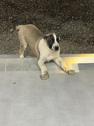 meydan itləri: Alabay, 3 ay, Erkek, Ünvandan götürmə, Ödənişli çatdırılma — 4