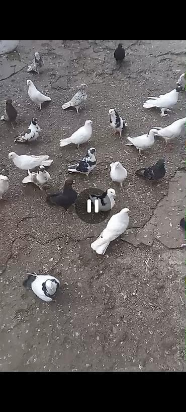 sirin itlerin satisi: Ev göyərçinləri – müxtəlif rəng və naxışlarda - Növlər: ağ, qara — 1