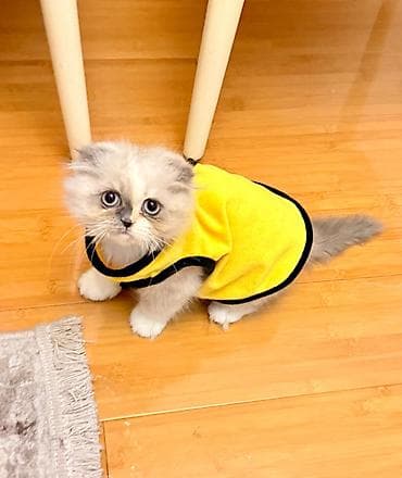 sinsilla pisik: Ev heyvanları üçün sarı rəngli geyim – kiçik ölçü - Model — 3