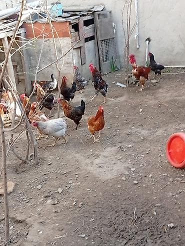 Hinduşkalar: Toyuq, Yumurtalıq, Ünvandan götürmə — 7