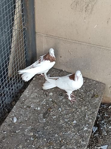 Pişiklər: Cüt balalardı. ata ana peçat orta quyruqlardı. qış balalarıdır biraz — 2